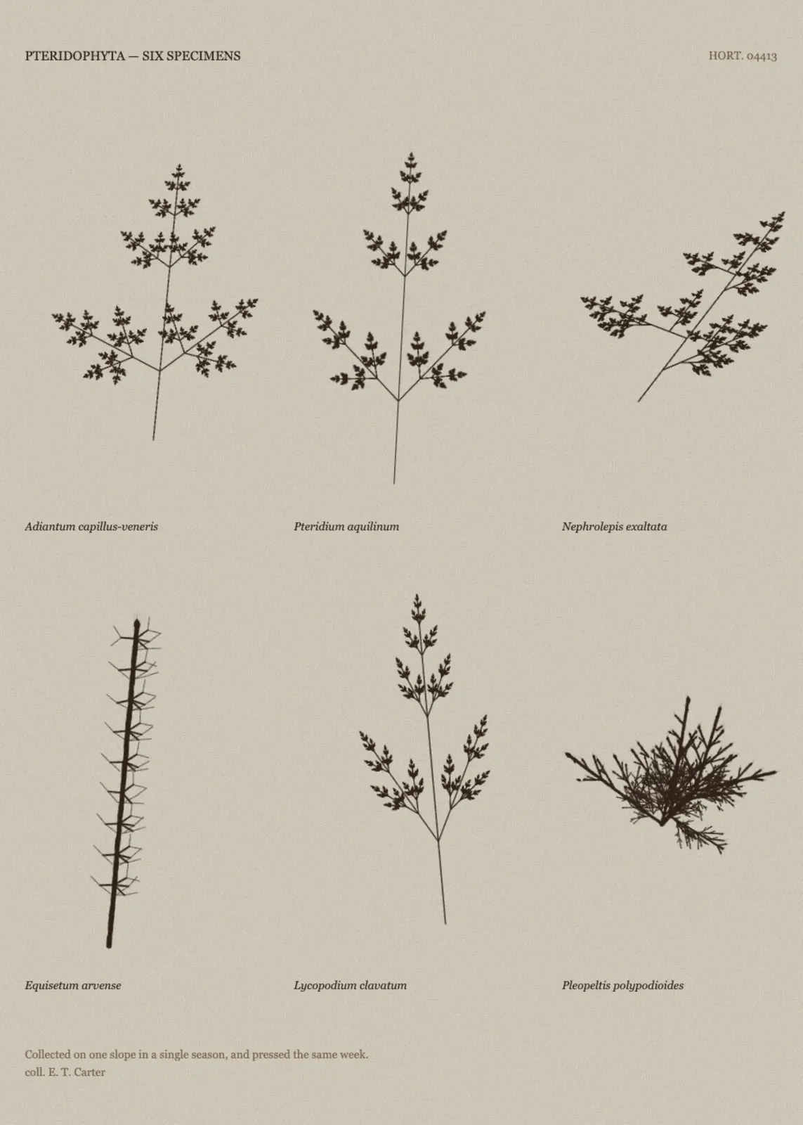 Comparative Sheet