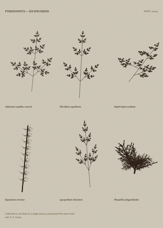 Comparative Sheet, seed 2451