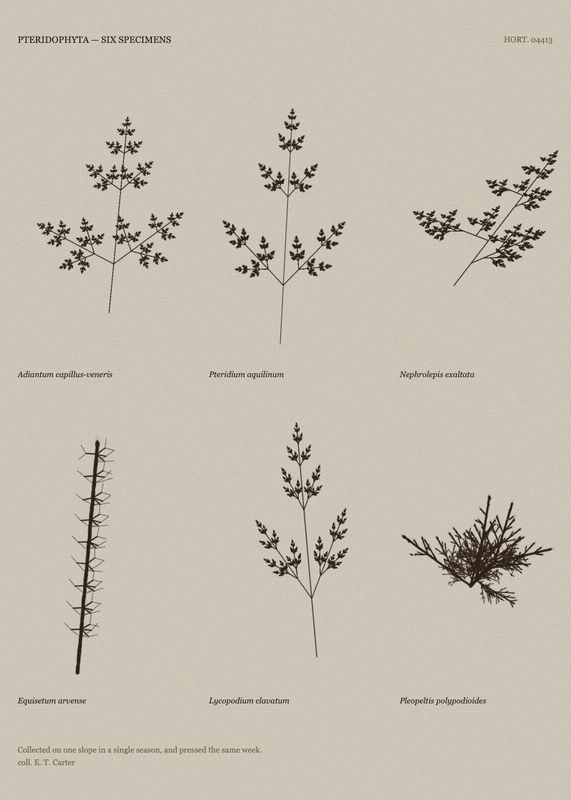 Comparative Sheet, seed 33