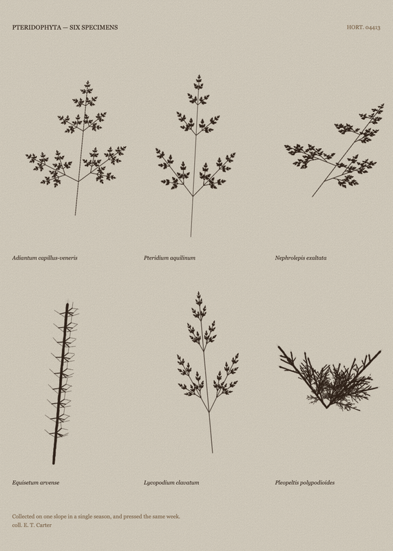 Comparative Sheet, seed 812