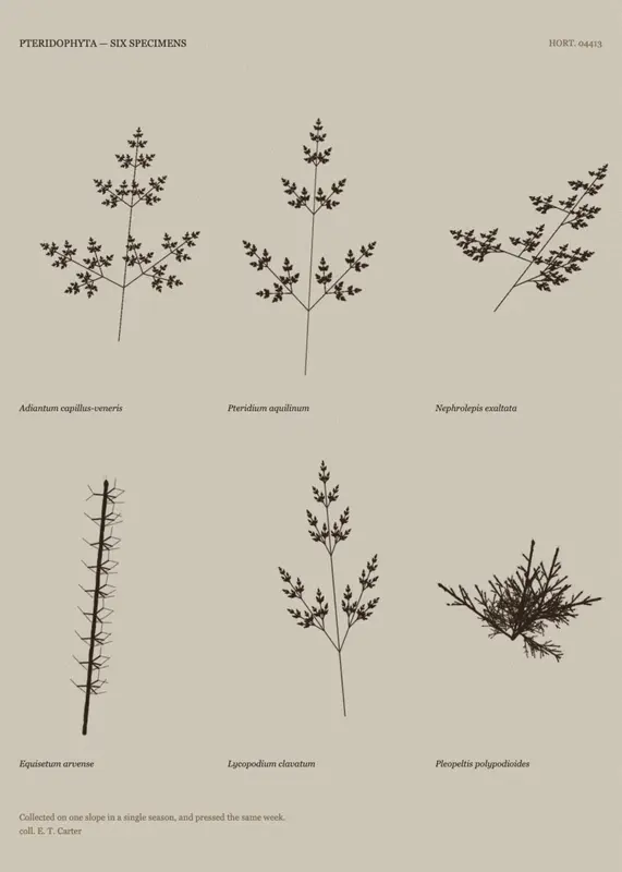 Comparative Sheet