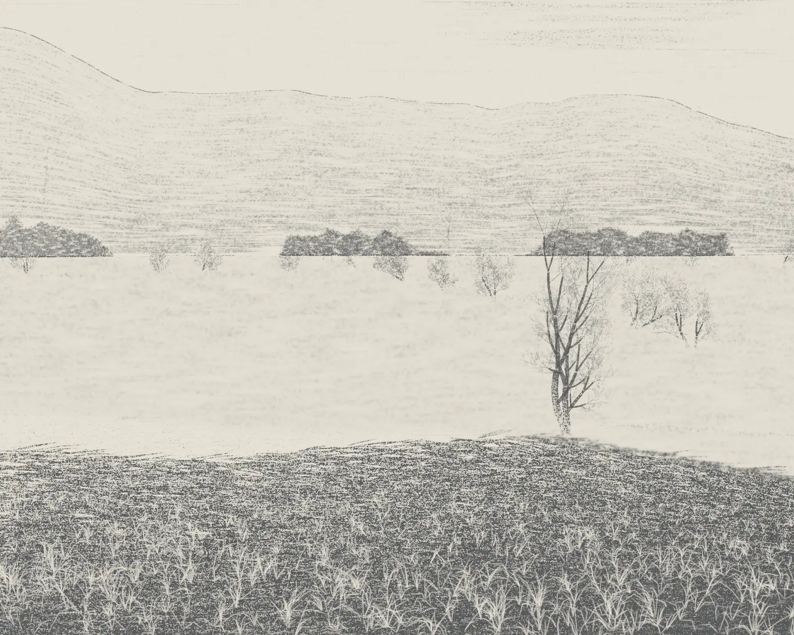 Frost Hollow at Dawn