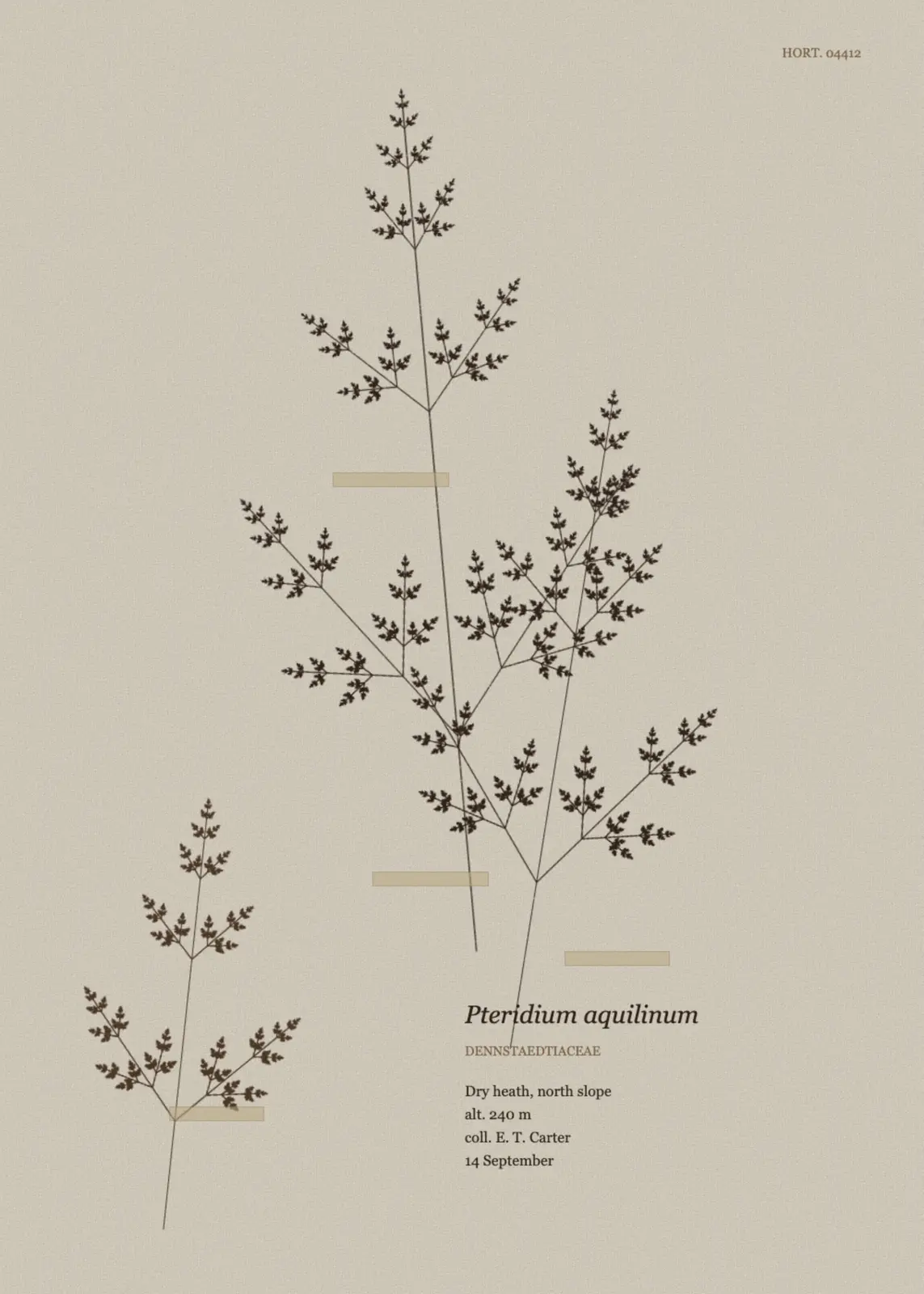 Pressed Frond