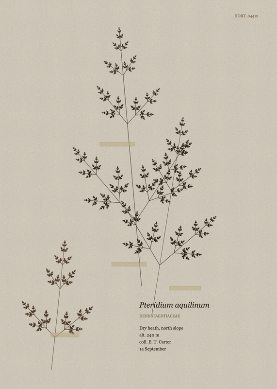 Pressed Frond, seed 1130