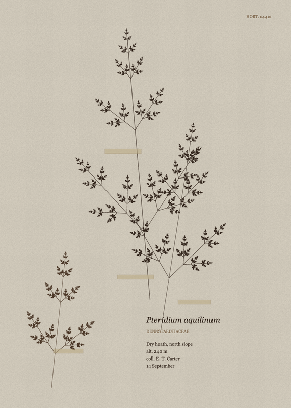 Pressed Frond, seed 21