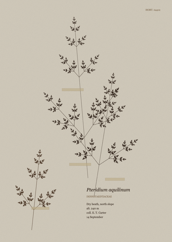 Pressed Frond, seed 604