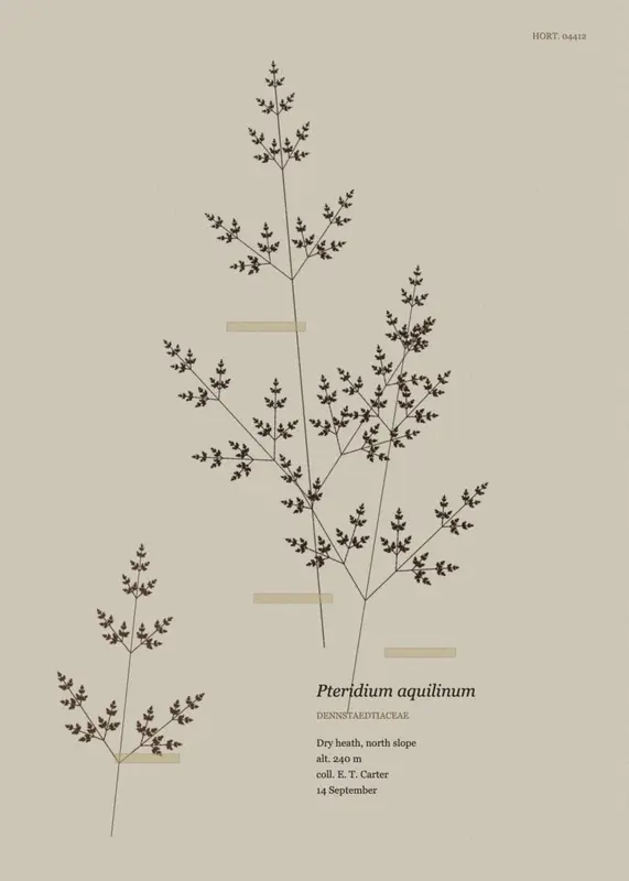 Pressed Frond