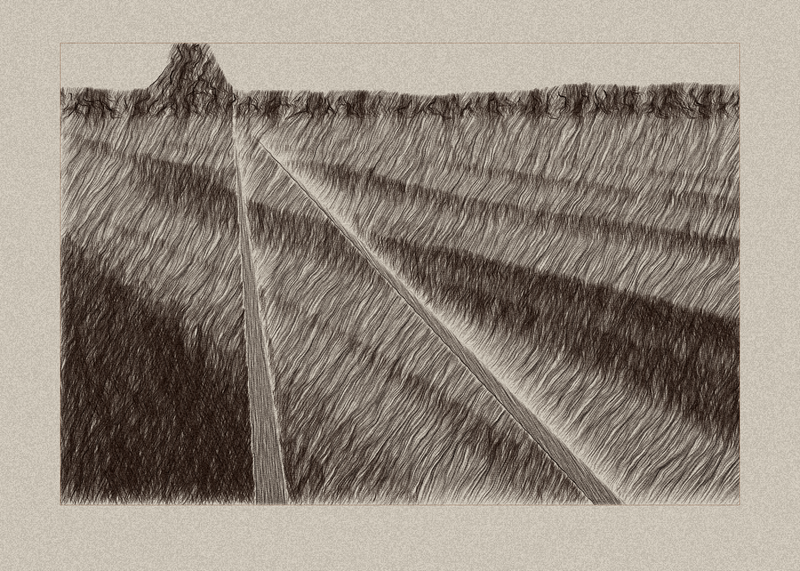 Wind in the Barley, seed 9105